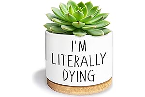 I'm Literally Dying Funny Succulent Pots