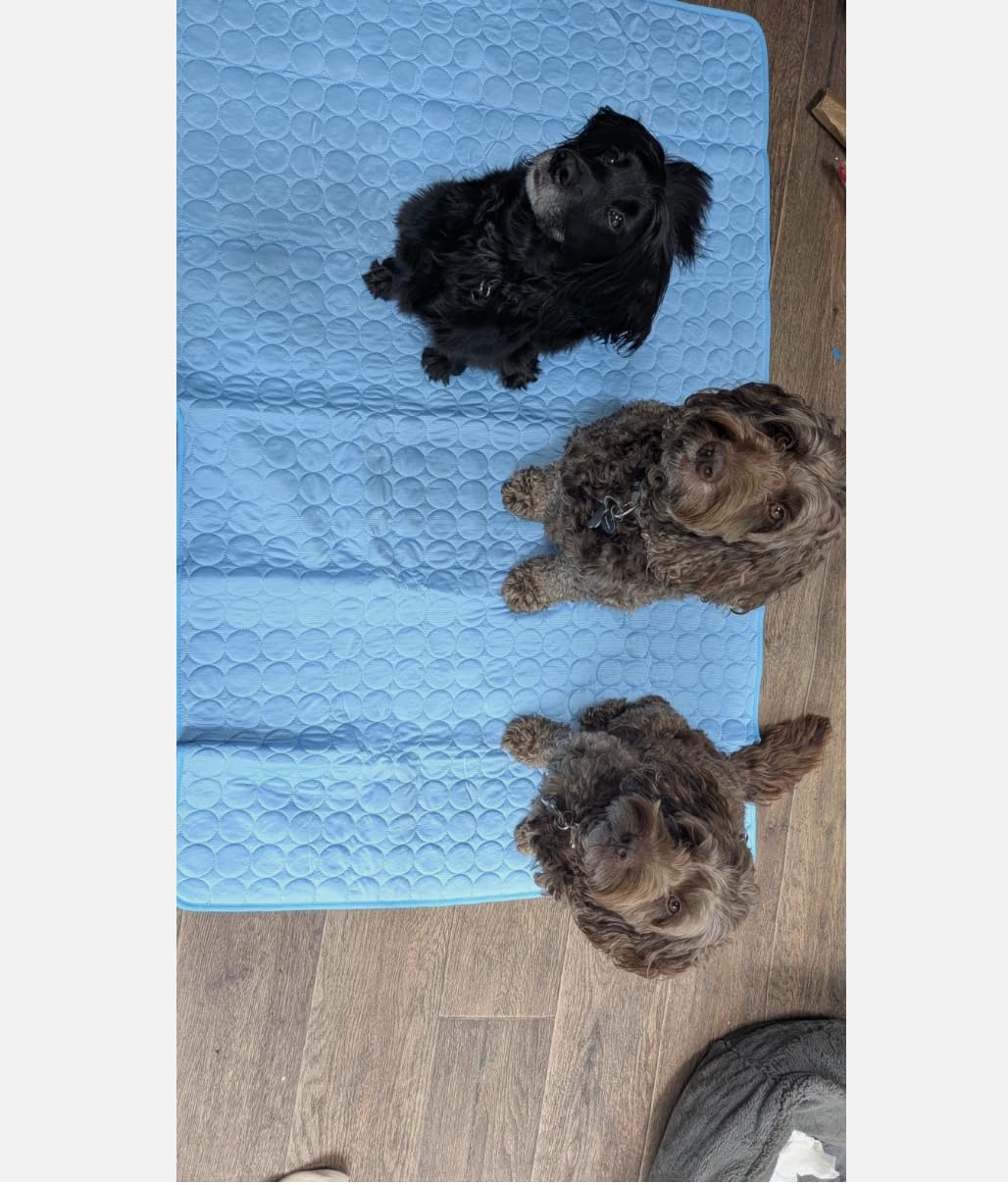Happy Hounds of Haworth Dog Cooling Mat Extra Large Summer Pet Cooling Bed for Dogs Cats UK Seller