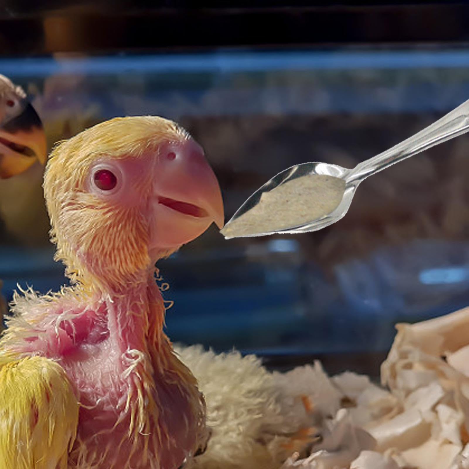 Amazon.co.jp: 鳥の餌箱, 10 個の金属鳥ミルクスプーン手送りスプーン