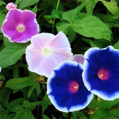 Miniatura 2 de Beautiful Garden Flower Seeds 100+ Ipomoea Tricolor - Morning Glory Seeds - Early Call Mix