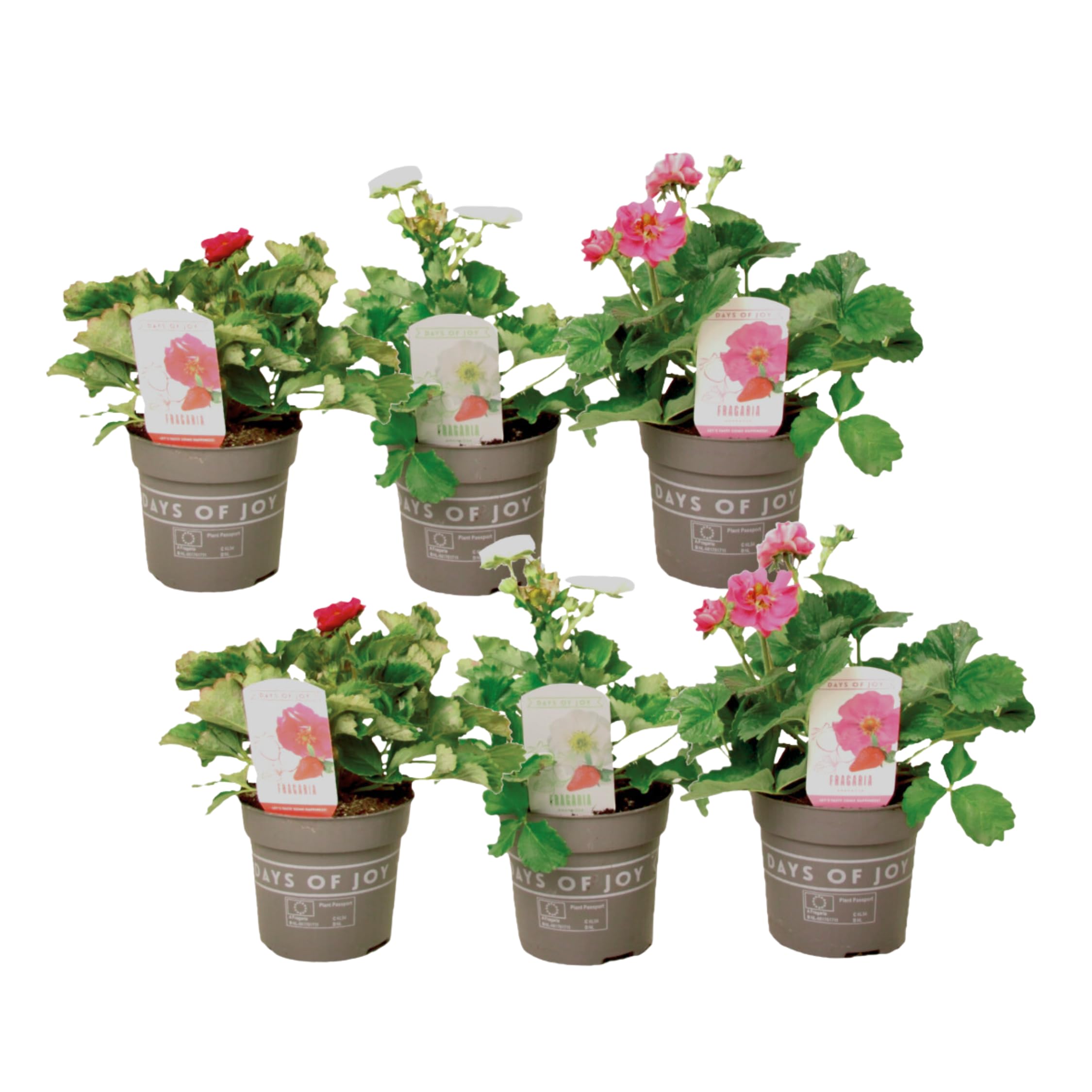 Plant in a Box - Fragaria 'Sommerwind' - 6er Mix - Erdbeerpflanzen in drei  verschiedenen Farben - Gartenpflanzen winterhart - Topf 10,5cm - Hhe  15-25cm : Amazon.de: Garten
