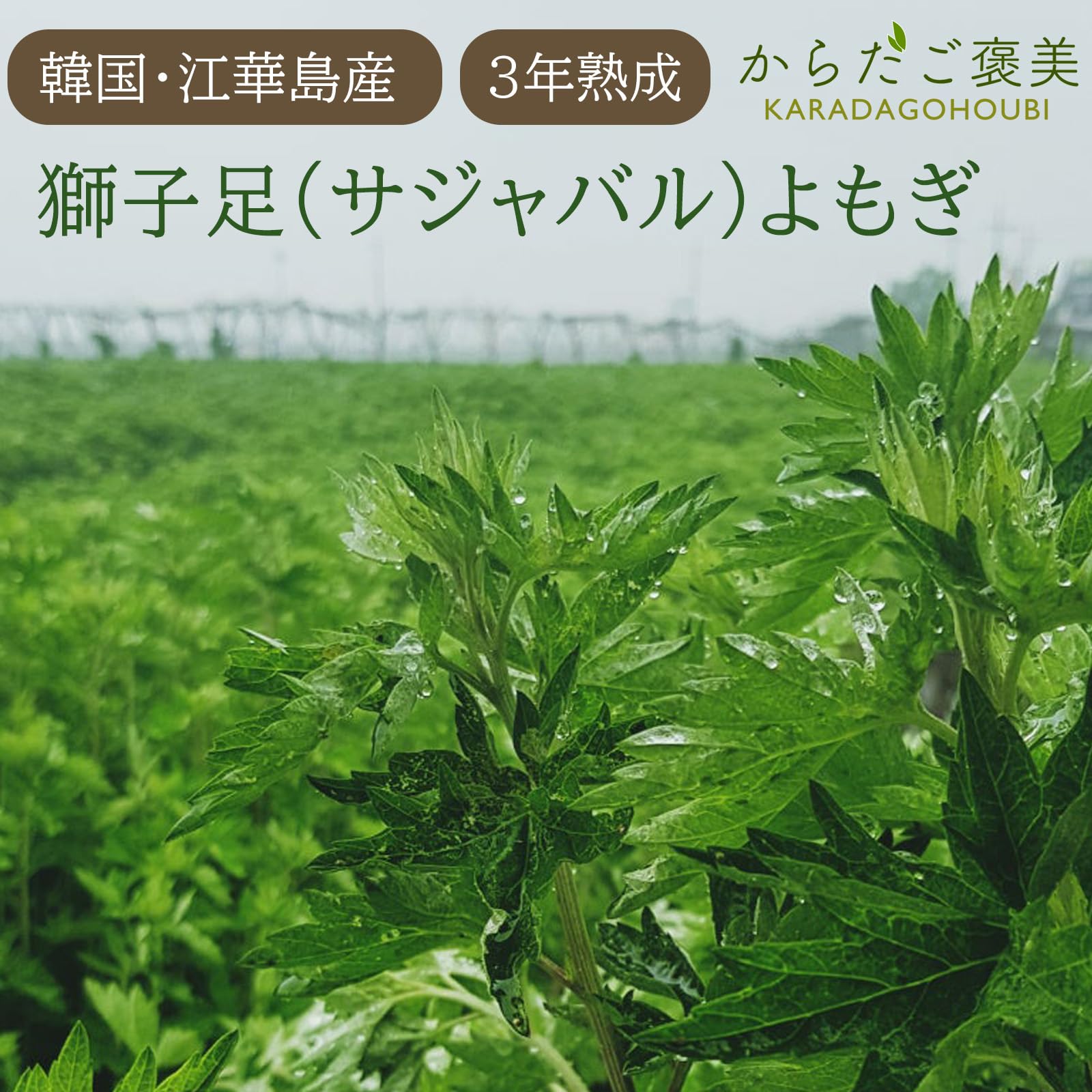 ペリ☆　よもぎ蒸し　3年熟成サジャバルよもぎ　ダイエットand総合パック Amazon.co.jp: 3年熟成 サジャバル 乾燥よもぎ 200g 20g入10包（葉+枝