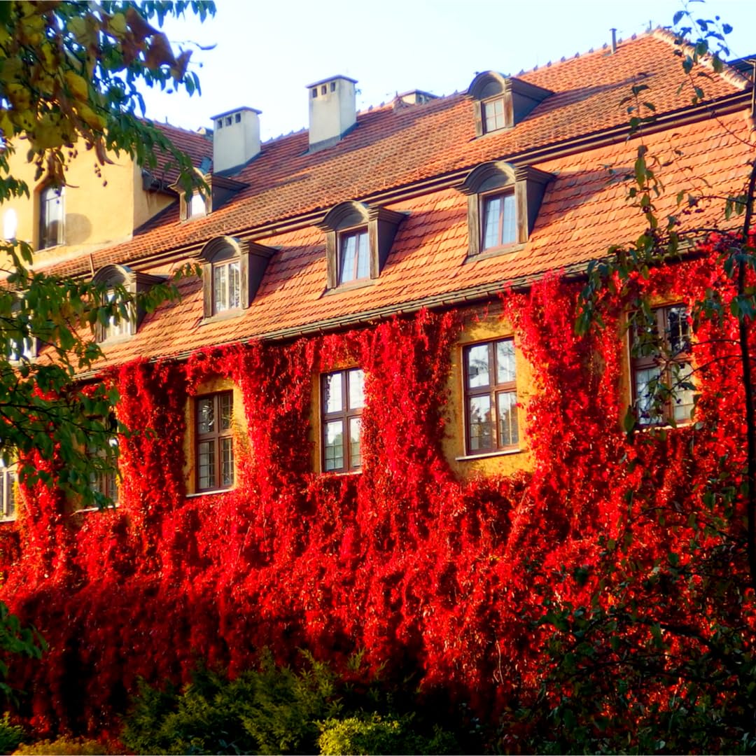 3 Parthenocissus Engelmannii Plants/Virginia Creeper in 1.5-2L Pots 3fatpigs®