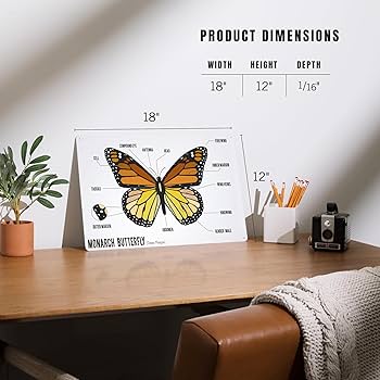 標本用品 Taiwan Dytiscoidae sp.38mm 標本用品 Taiwan Dytiscoidae sp.38mm DZ9A259590701 | 墨水