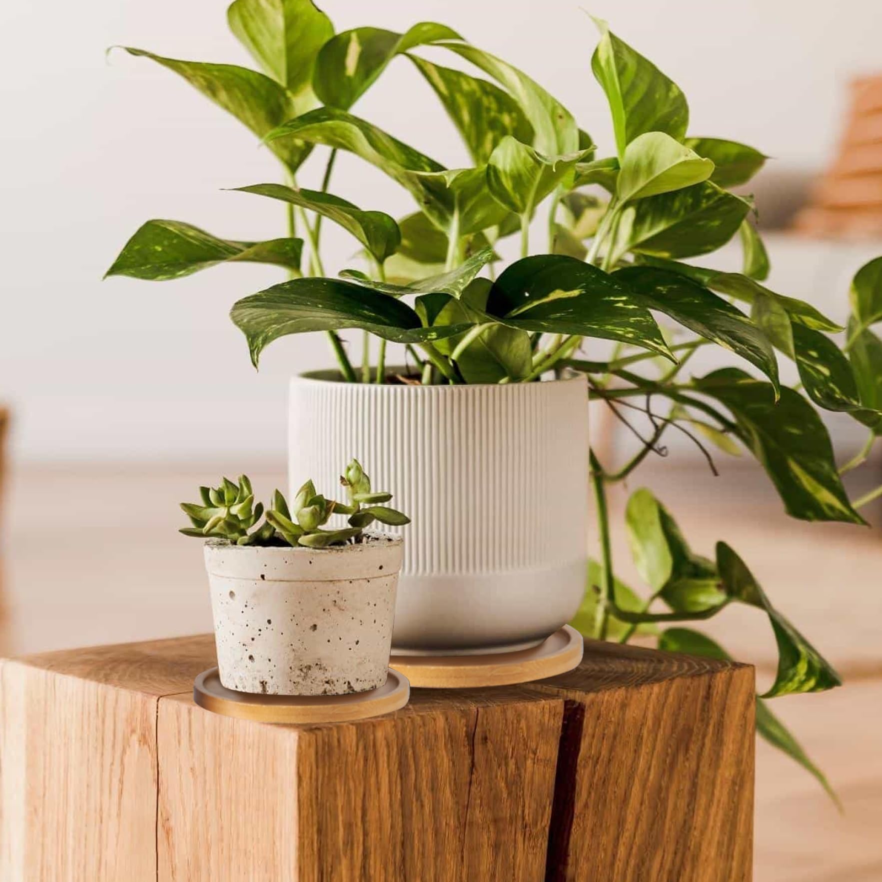 10 Sottovasi In Bambù Rotondi Da 6 Cm – Sottovaso Per Piante Grasse E Cactus – Ideale Per Interni Ed Esterni