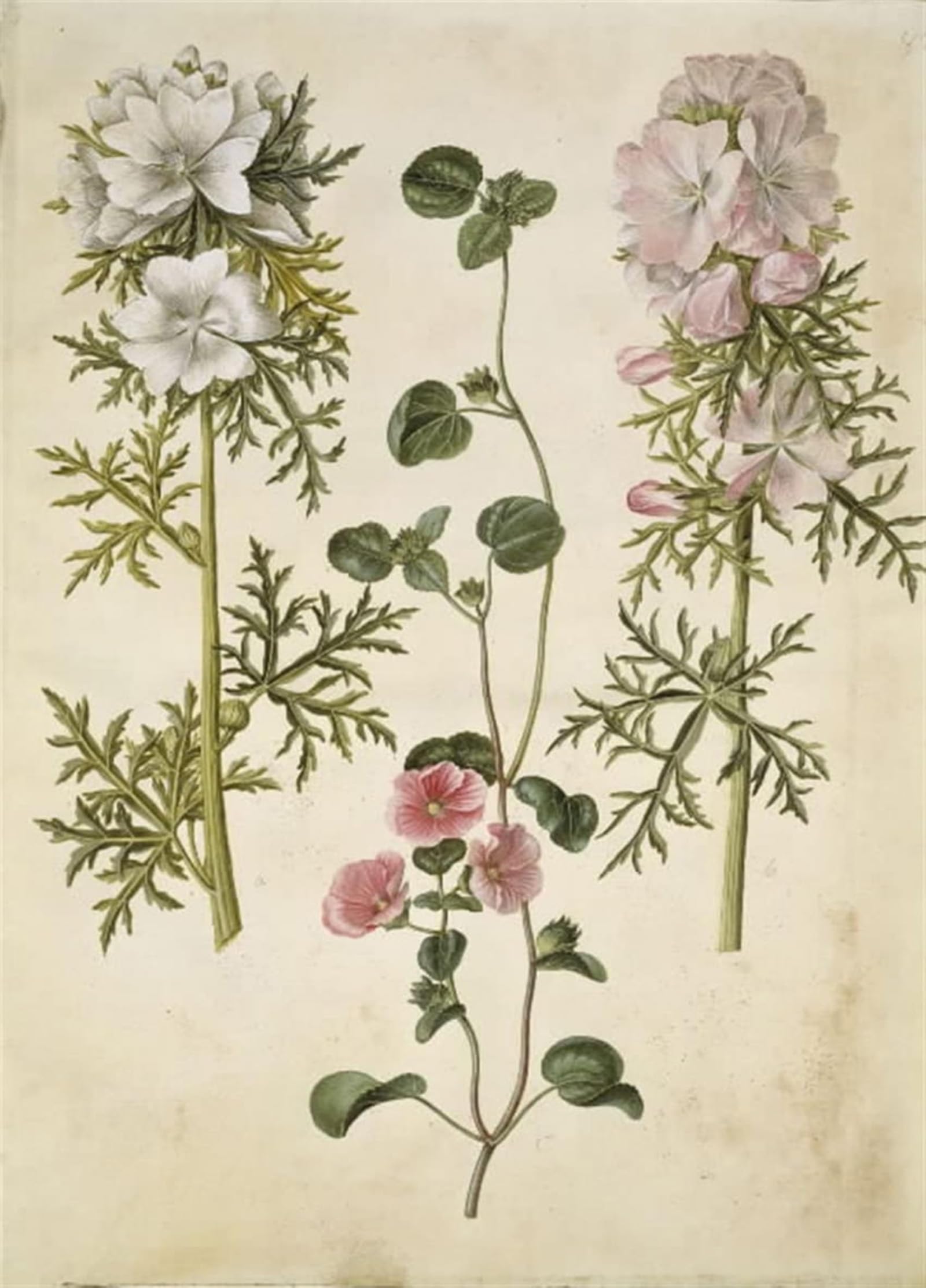 SERENDIPITP Abstract Painting Mural Print Picture Wall Decor Painting Malva Moschata by Hans Simon Holtzbecker Vintage Wall Artwork for Home Decor 60x90cm