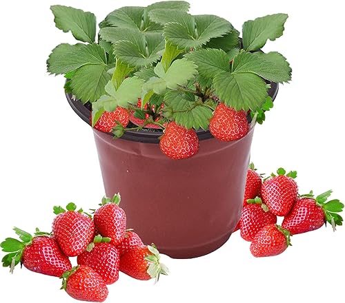 Macetas de plástico para plantas de semillero, 3 pulgadas, 100 unidades, contenedor de plantas de flores, maceta de inicio para suculentas al aire