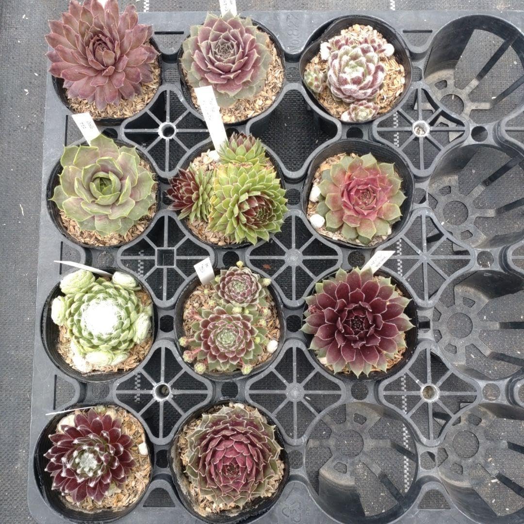 pineさん専用 【公式通販】