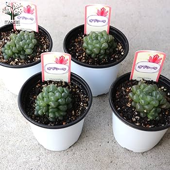 Amazon｜ITANSE ハオルチア・オブツーサ 3.5号ポット 3個