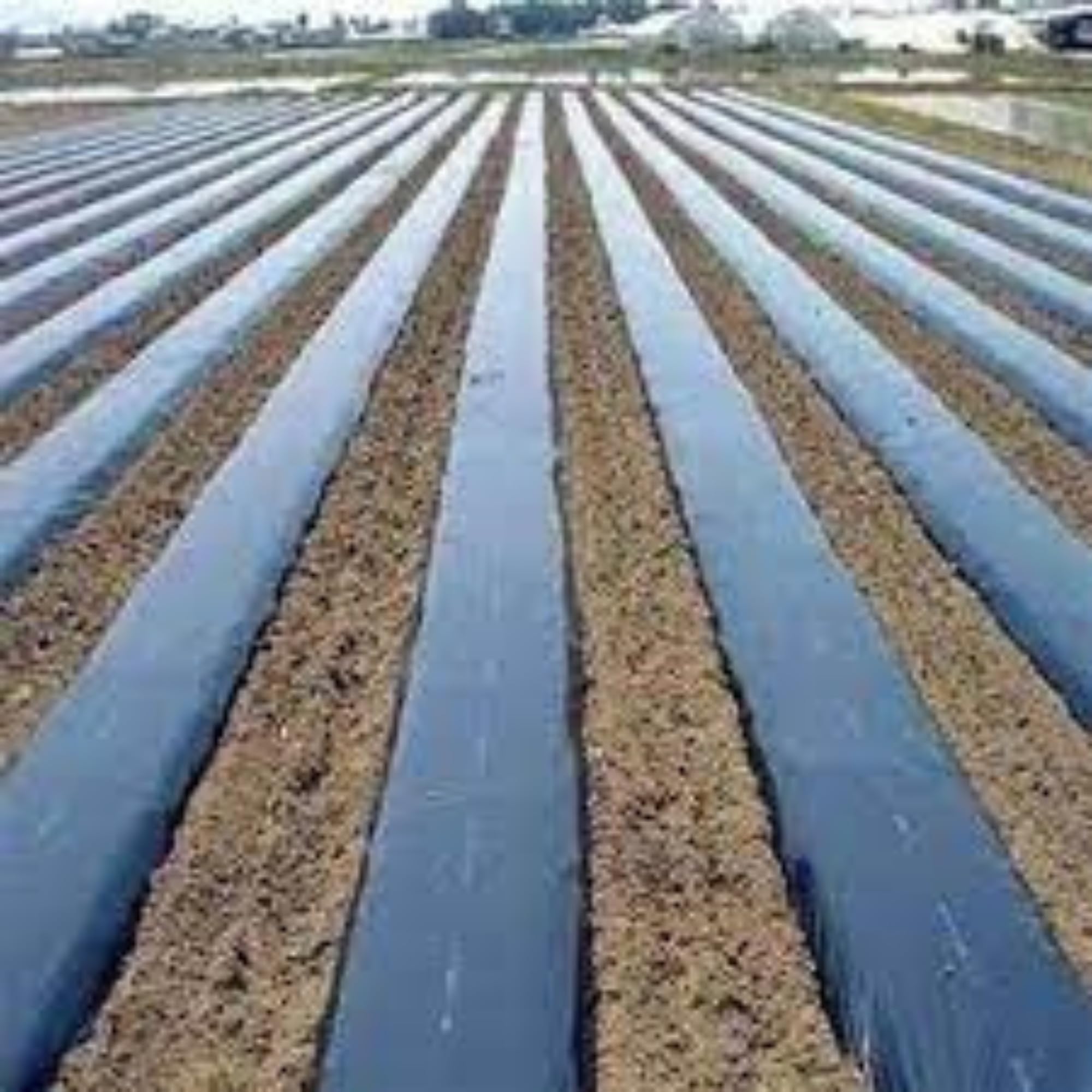 Mulching Paper - Weed Control & Crop Yields -3