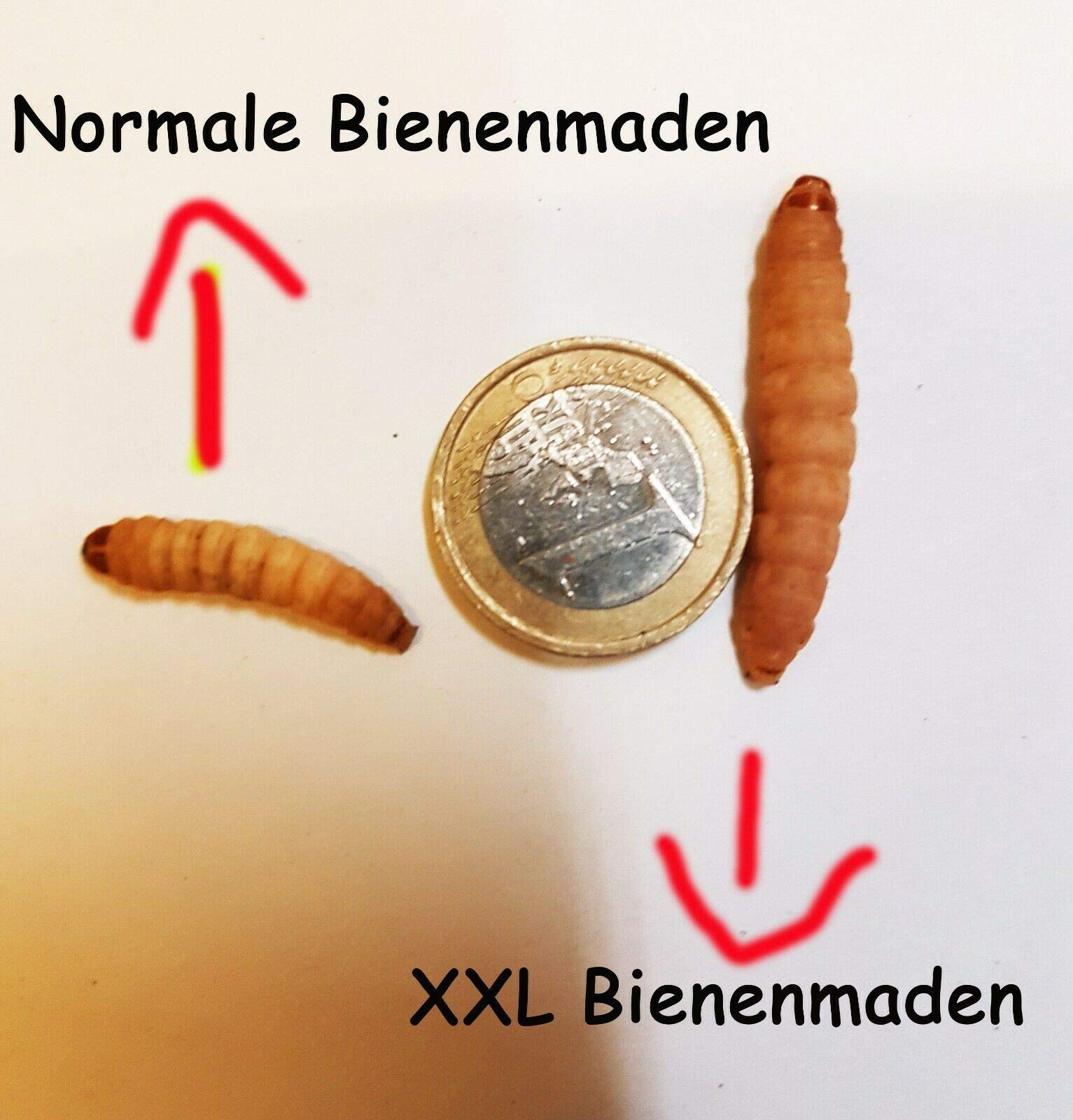 Bienenmaden lebend XXL 1000 Stück Wachsmaden Lebendfutter für Reptilien, Vögel, Nager und Fische | Angelköder für Regenbogenforellen und Bachforellen