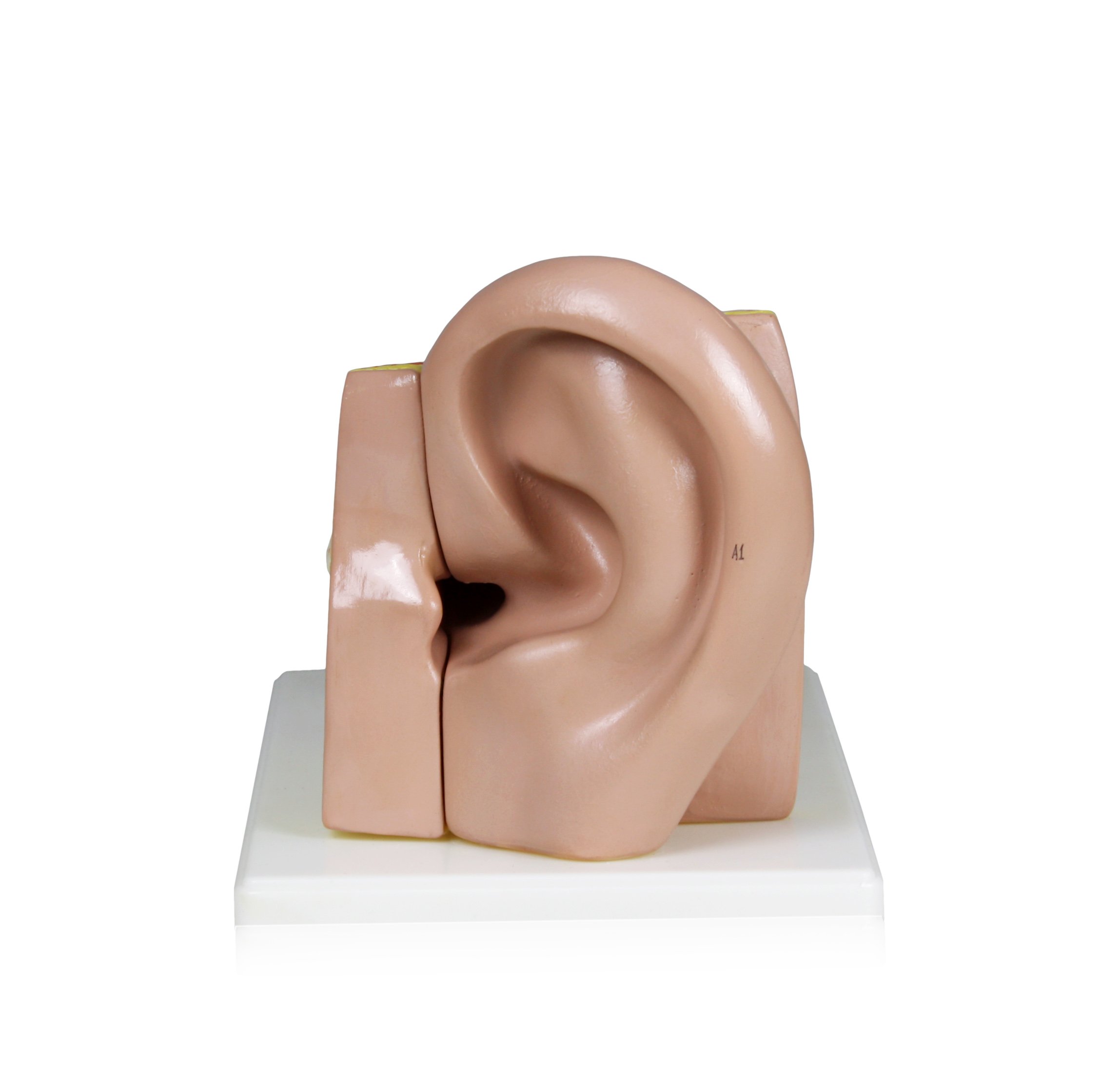 Amazon.co.jp: Parco Scientific PB00066 4X 耳 | 外耳、中耳
