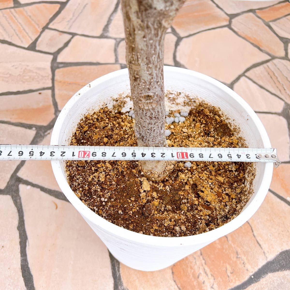 ビオドラガ エサンス コンプレ 保湿美容液30ml ビオドラガ エサンス