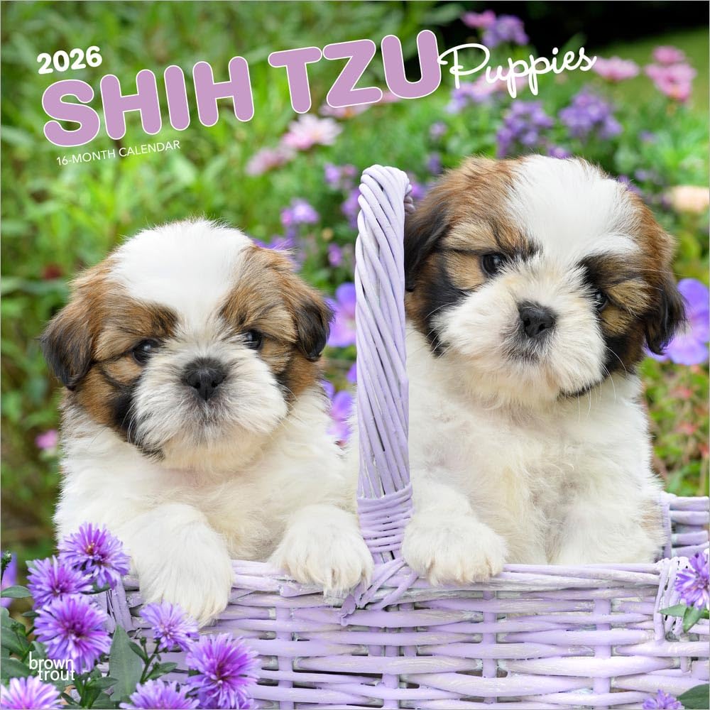 Shih Tzu Puppies - Shih Tzu Welpen 2026 - 16-Monatskalender: Original BrownTrout-Kalender [Mehrsprachig] [Kalender]