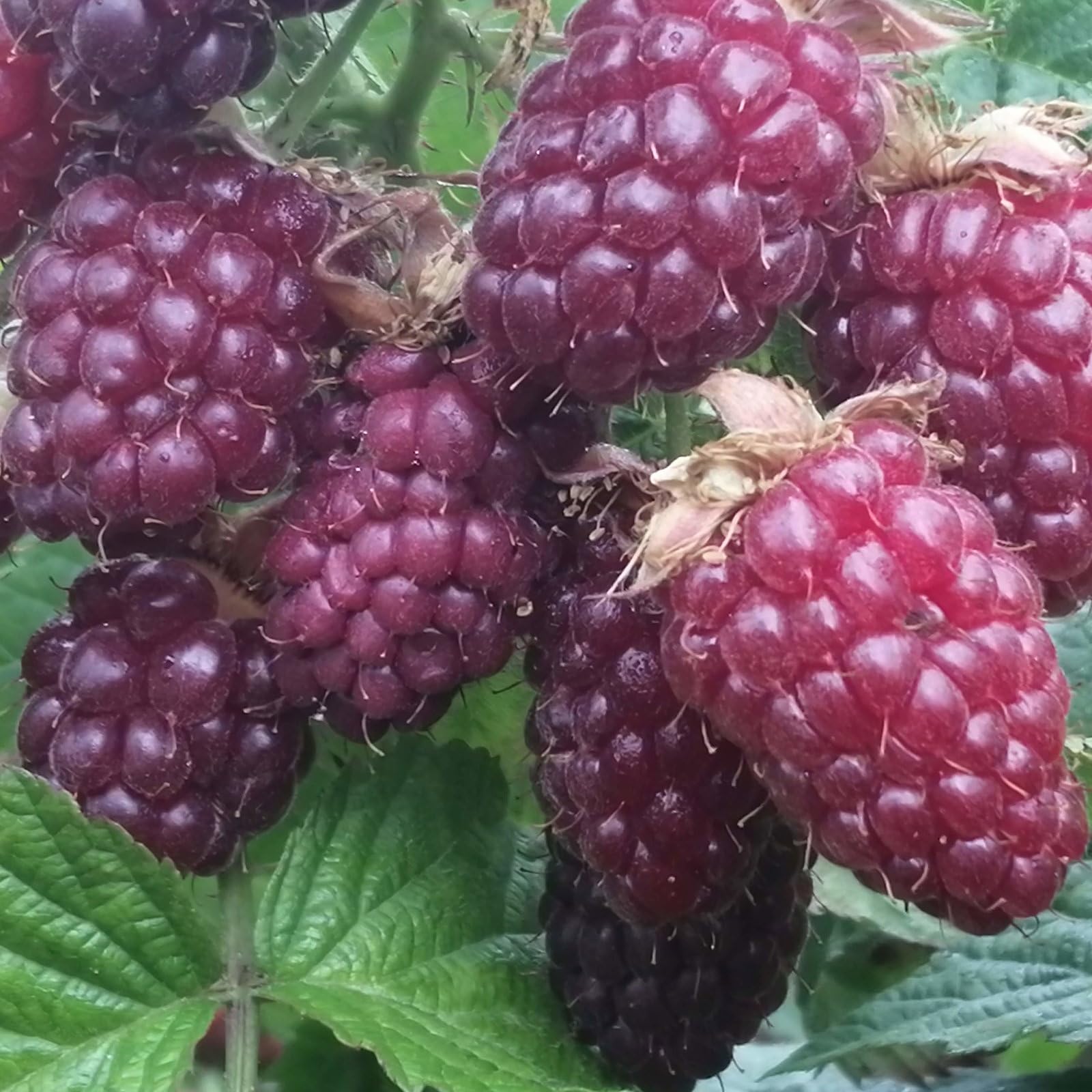 Plant World Seeds - Tummelberry Seeds (Edible Berry Seeds)