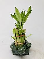 Vista 1 de Florero familiar de tortuga con 10 tallos de bambú de la suerte de 4 pulgadas