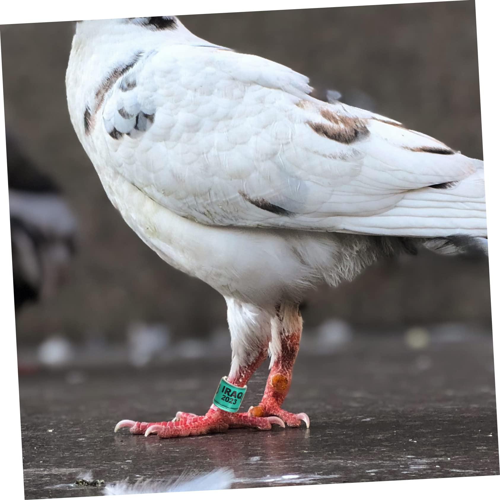 DOITOOL 400pezzi Anelli per Gambe di Piccione Fasce di Identificazione per Piccioni da Corsa Anelli Colorati per Uccelli Leggeri e Pratici Adatti per Pappagalli e Altri Volatili
