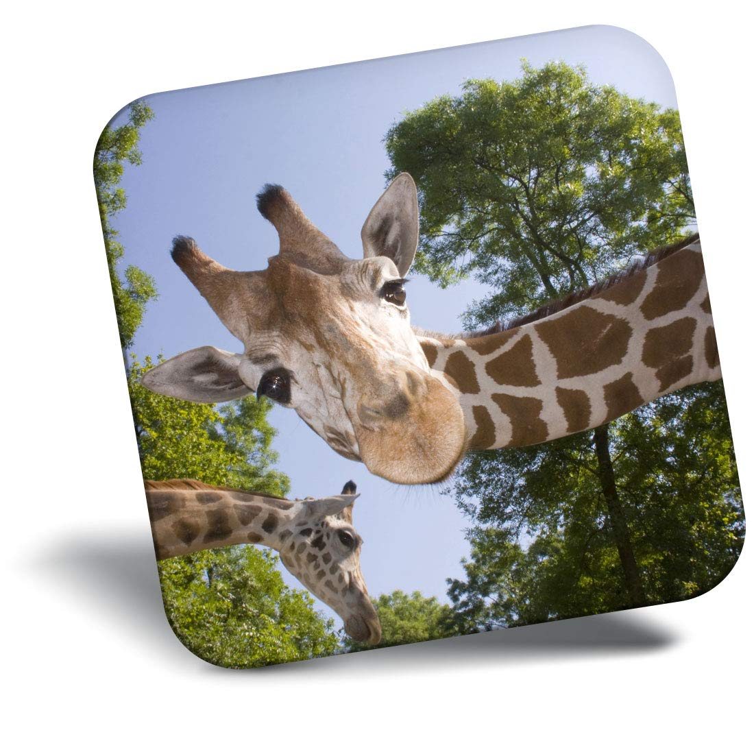 Destination Vinyl ltd Fridge Magnet - Fun Giraffe African Wild Animal 21593
