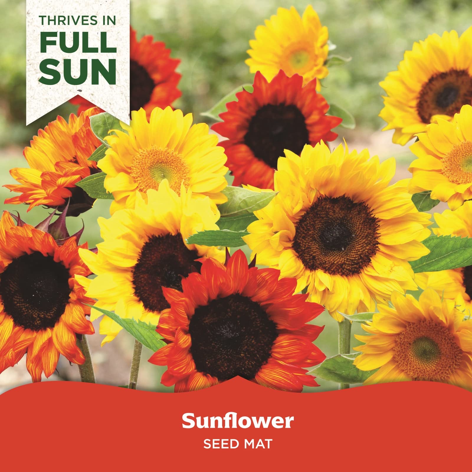 Amazon.com : BloomingBulb Seed Mat - Easy to Plant and Grow Garden Seeds -  Creates Fragrant, Vibrant Flower Garden (Sunflower Garden) : Patio, Lawn &  Garden