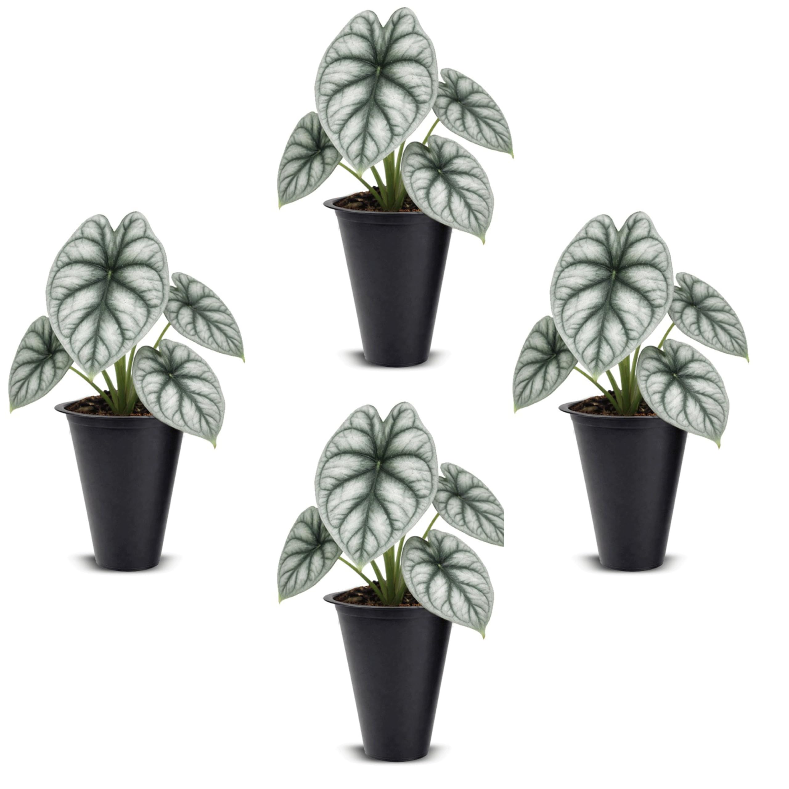 Alocasia Silver Dragon (4 Pack)