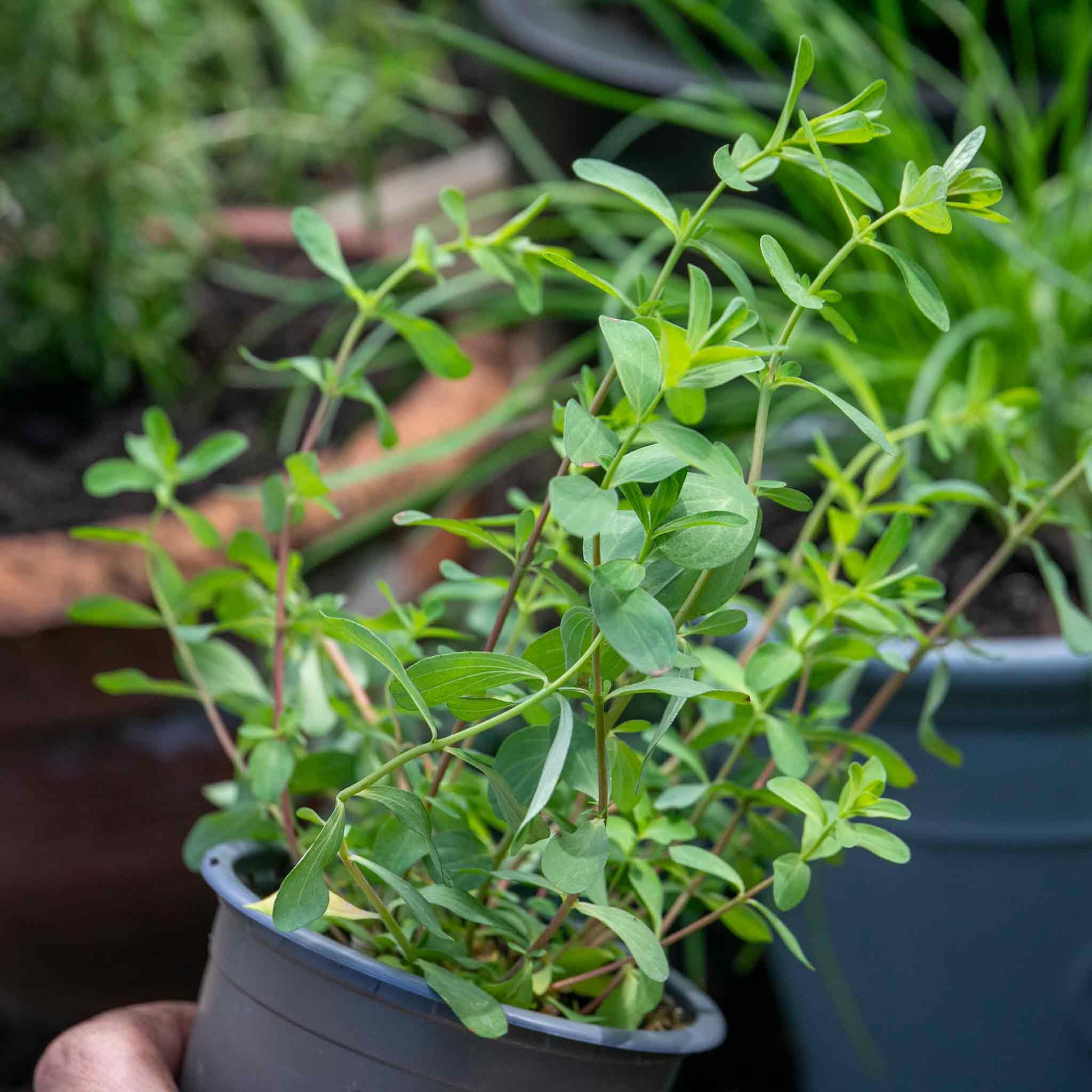 St John's Wort Hypericum perforatum Perennial Plant - Pack of 3, 9cm pots, Hardy pollinator-Friendly 3 x 9cm Plants