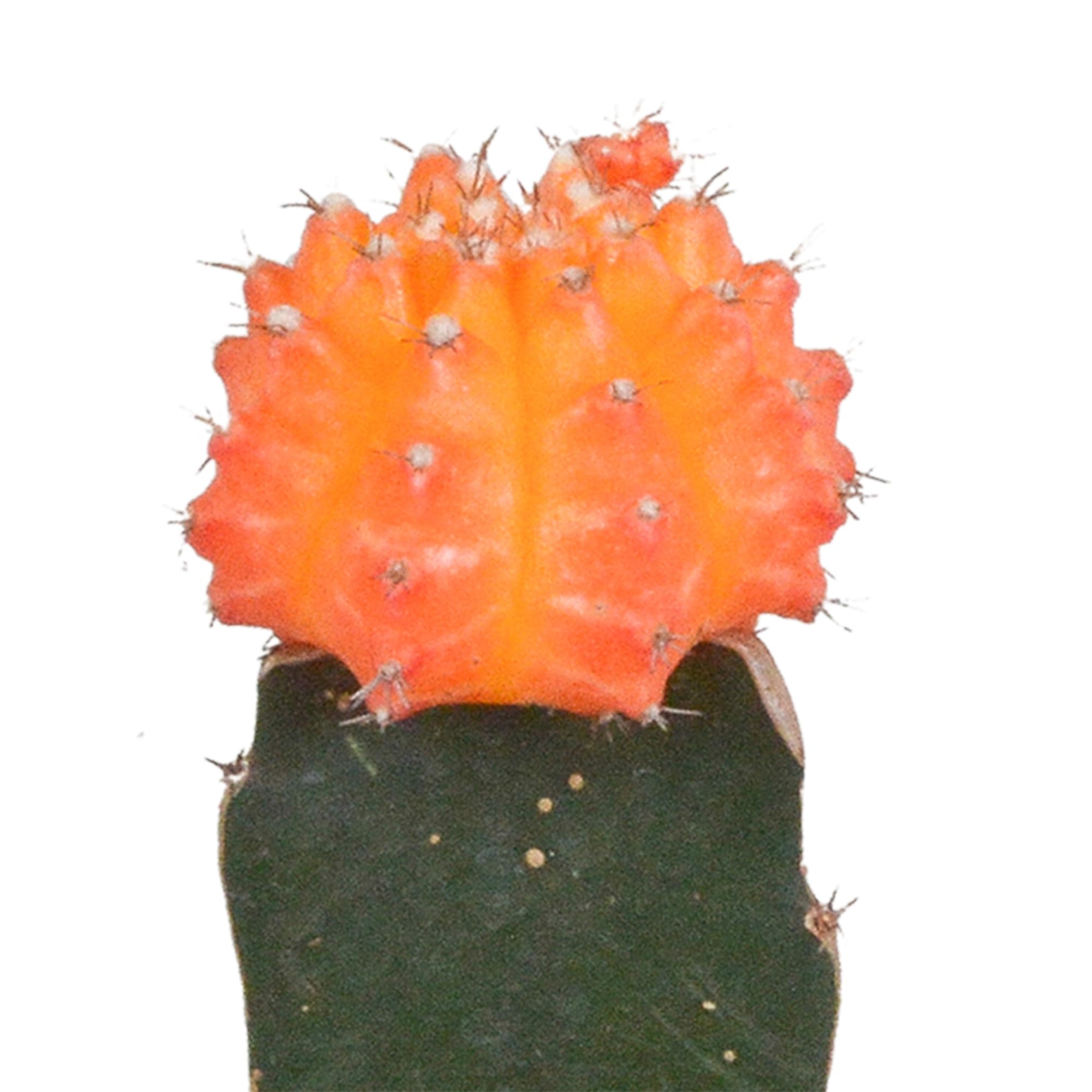 Mix Gymnocalycium Innestati, Piante Grasse, Colori Assortiti, 3 Pz, 5.5cm