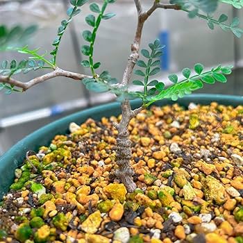 Amazon.co.jp: 実生4年 オペルクリカリア パキプス 抜き苗