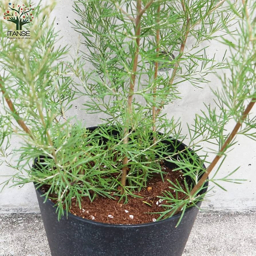 グレビレア グレープ 希少 発根済み β グレビレア グレープ①