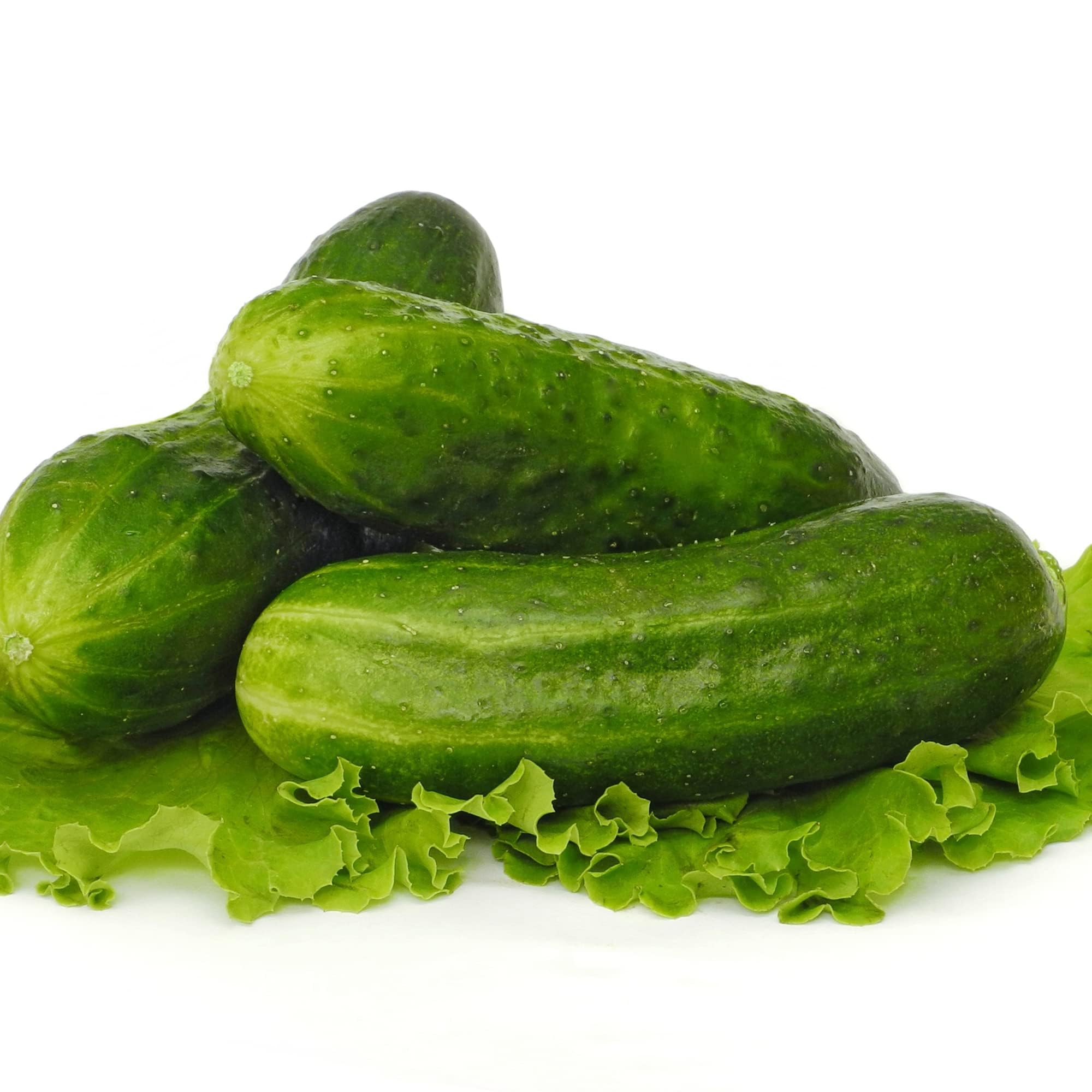 Cucumber Plants, 'F1 Mini Munch', Full Plants in 9cm Pots, Mini Cucumbers, Garden Ready and Ready to Plant, Premium Quality Vegetables (2)