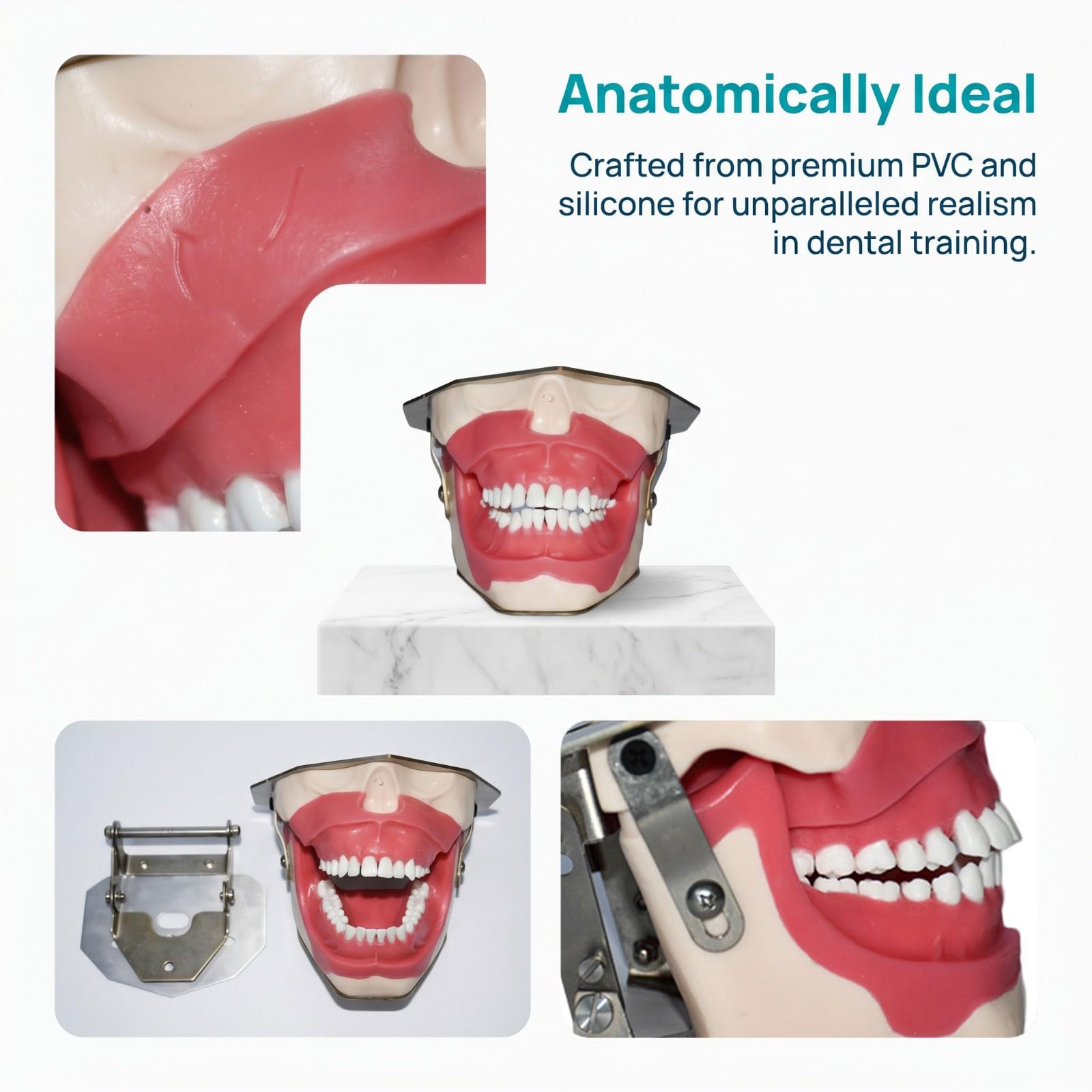 Anatomisches Lehrmodell für Zähne, Modell für Zahnextraktionen unter zahnärztlicher Anästhesie, Übungsmodell die Zahnextraktion in der oralen Chirurgie, Standarddemonstration Zahnpathologie