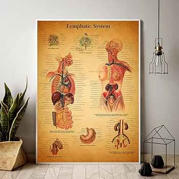 アンティーク解剖図 大判アート作品 アンティークの人体解剖図 断面の頭蓋骨 - 19世紀のベクター