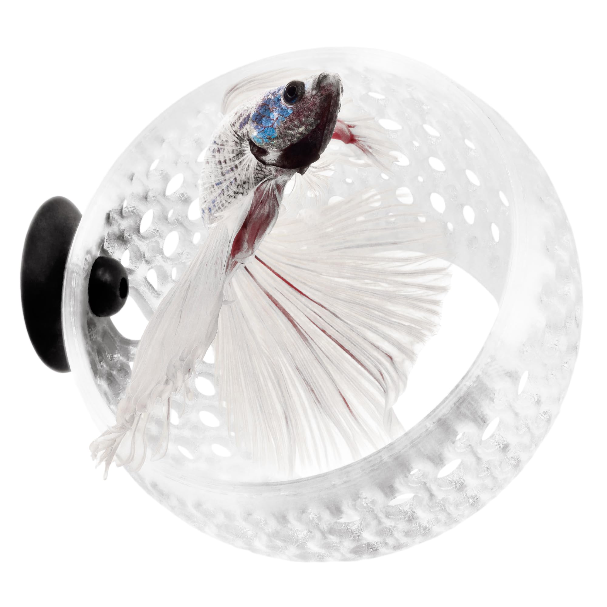 The Original Cave Lounge - Betta Fish Tank Accessories, Swim-Through Hideout Ornament for Small Fish and Shrimp, Aquarium Decoration with Plant Holder - Authentic Design (Clear White, Medium)