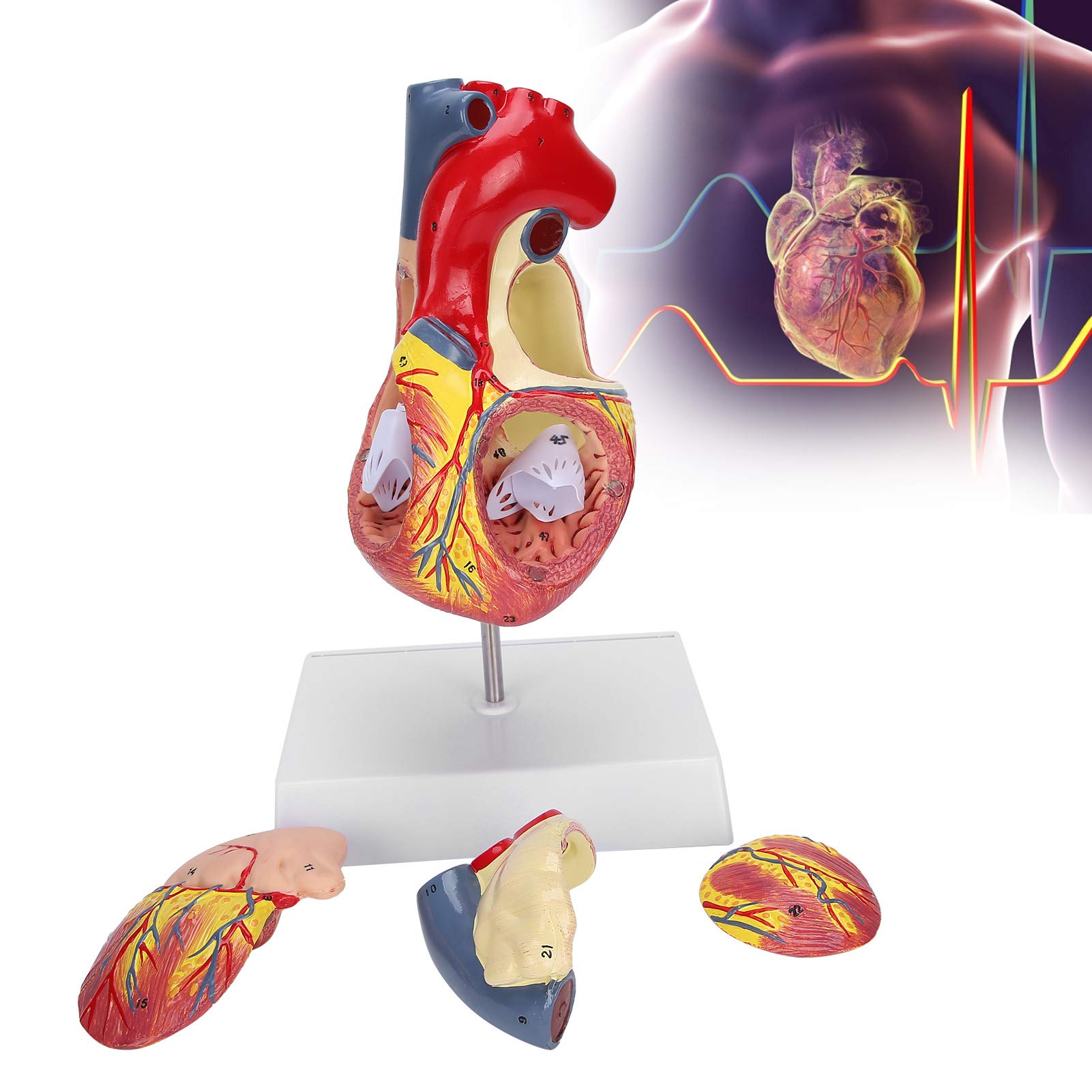 Brrnoo Modèle de Coeur Humain 48 Structures internes anatomiques, modèle médical de Coeur numéroté anatomiquement précis en 2 Parties, 3 x pièces Amovibles à Usage pédagogique