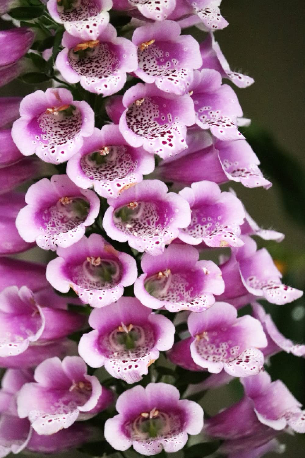 Independently publishedFoxglove Journal