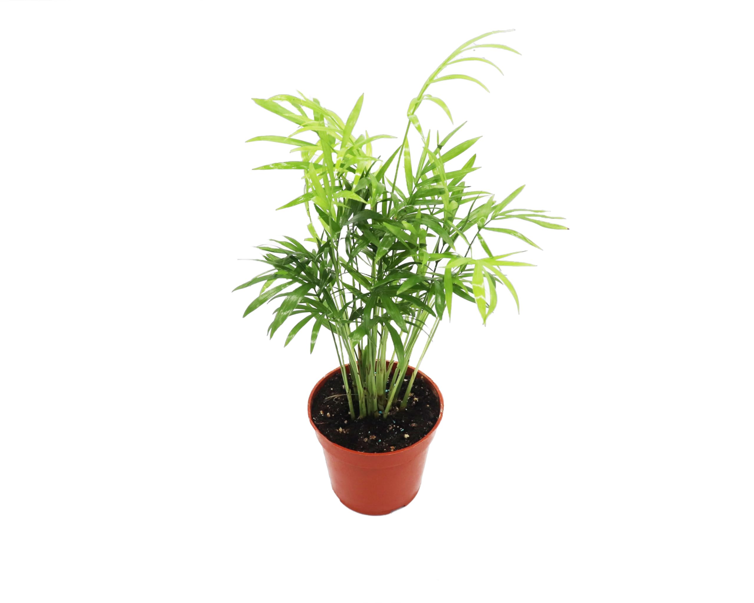 California Tropicals Parlor Palm