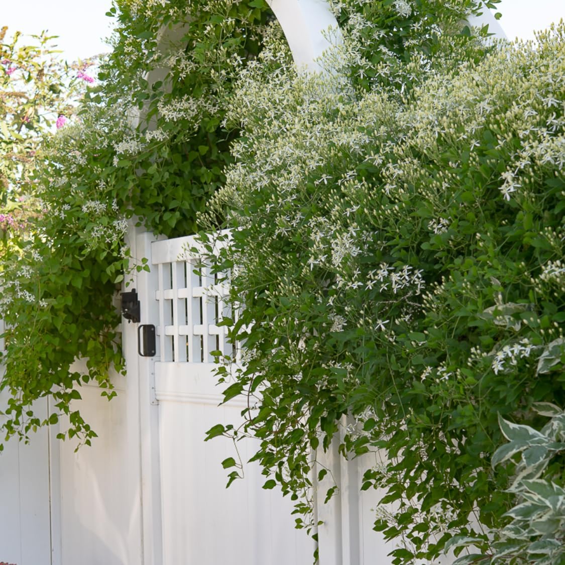 Set 3 Clematis Plants Live in 4'' Pot, Live Sweet Autumn Clematis Vine, Fragrant, Fast-Growing Flowering Vine for Trellises, Arbors, Winter Dormant