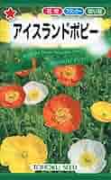 アイスランドポピー 南房総の花8 アイスランドポピー（Iceland Poppy） | かぎけん花図鑑