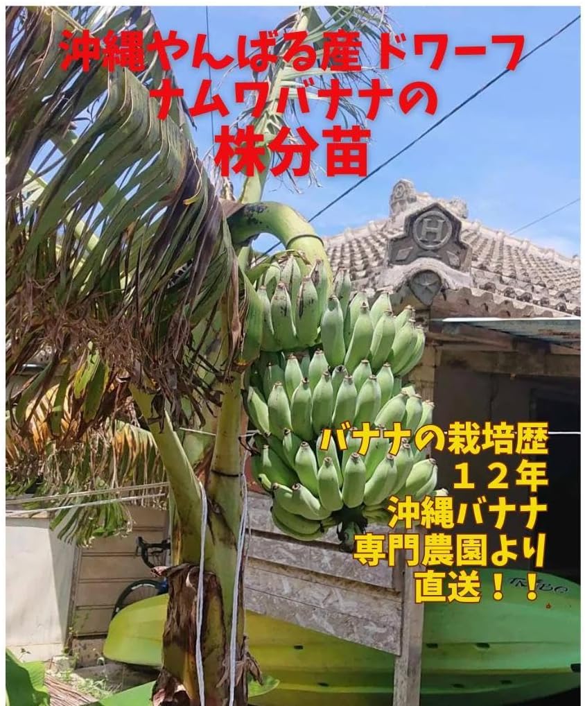 最終価格ドワーフナムワバナナ中〜大苗10本 バナナ苗 ドワーフナムワバナナ （D・ナムワ） : ちたフルーツ