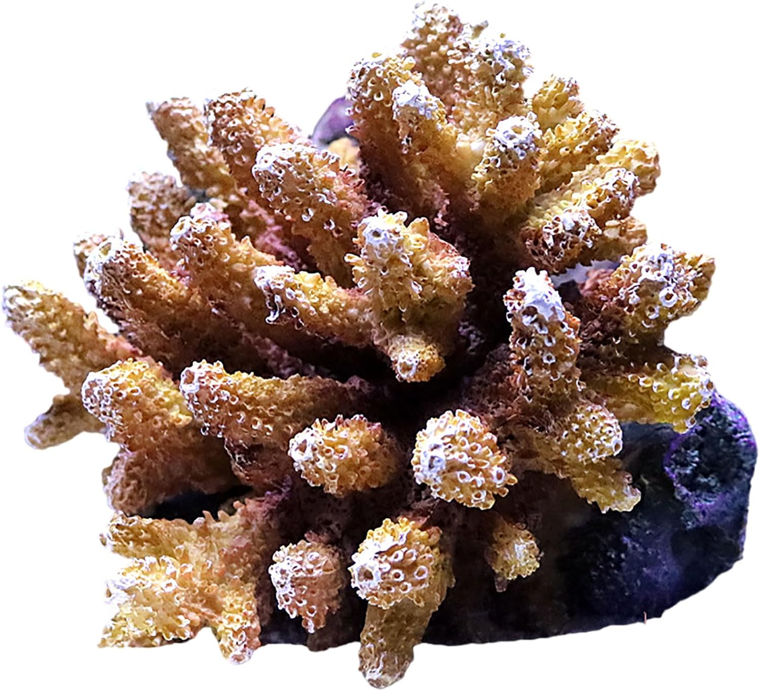 COYOUCO Artificial Aquarium Coral Ornament Premium Resin Fish Tank Plants Decoration for Aquarium Landscape,C