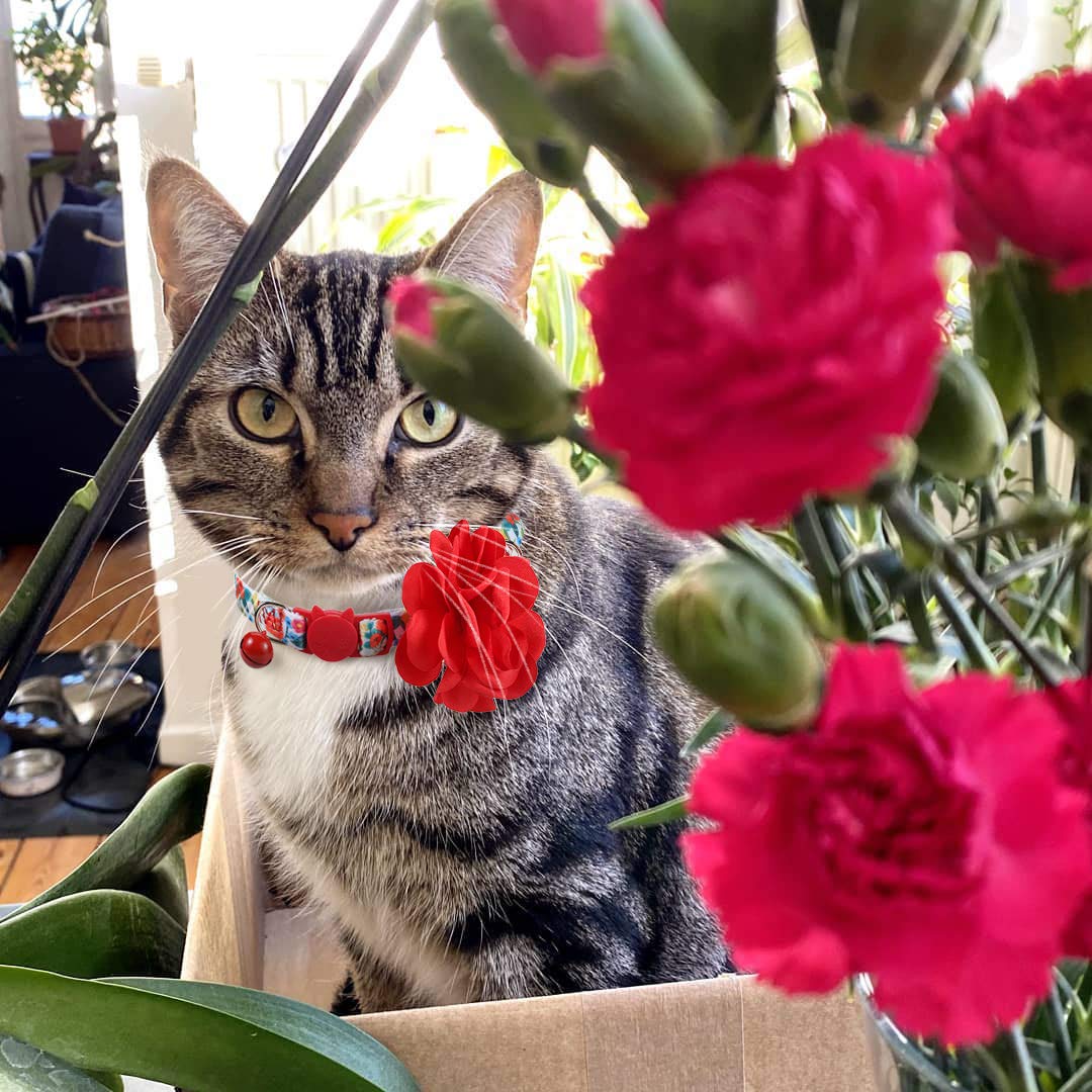 Huarumei Katzenspielzeug Fisch, USB Katzenspielzeug Elektrisch Fisch Katzen Spielsachen, Zappelnder Fisch mit Katzenminze für Katzen Interaktives Katzenspielzeug zu Spielen, Beißen, Kauen