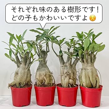 Amazon｜アデニウム アラビカム 砂漠のバラ 天空のバラ 太い幹