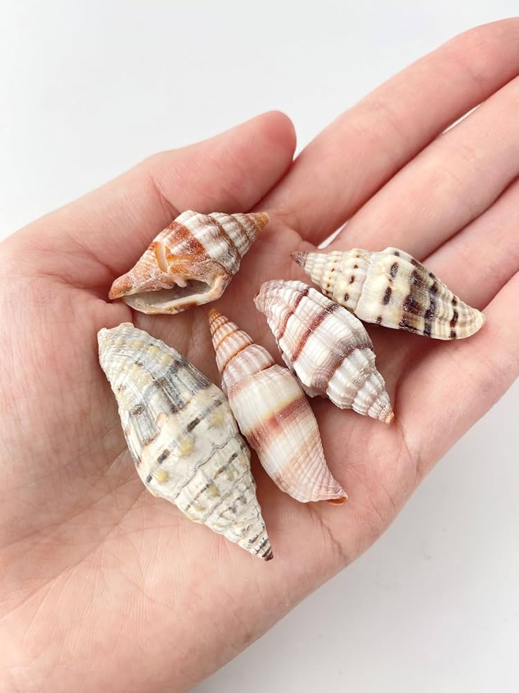 Amazon.co.jp: 【貝殻の問屋さん】オオミノムシガイ【約3.0～5.0