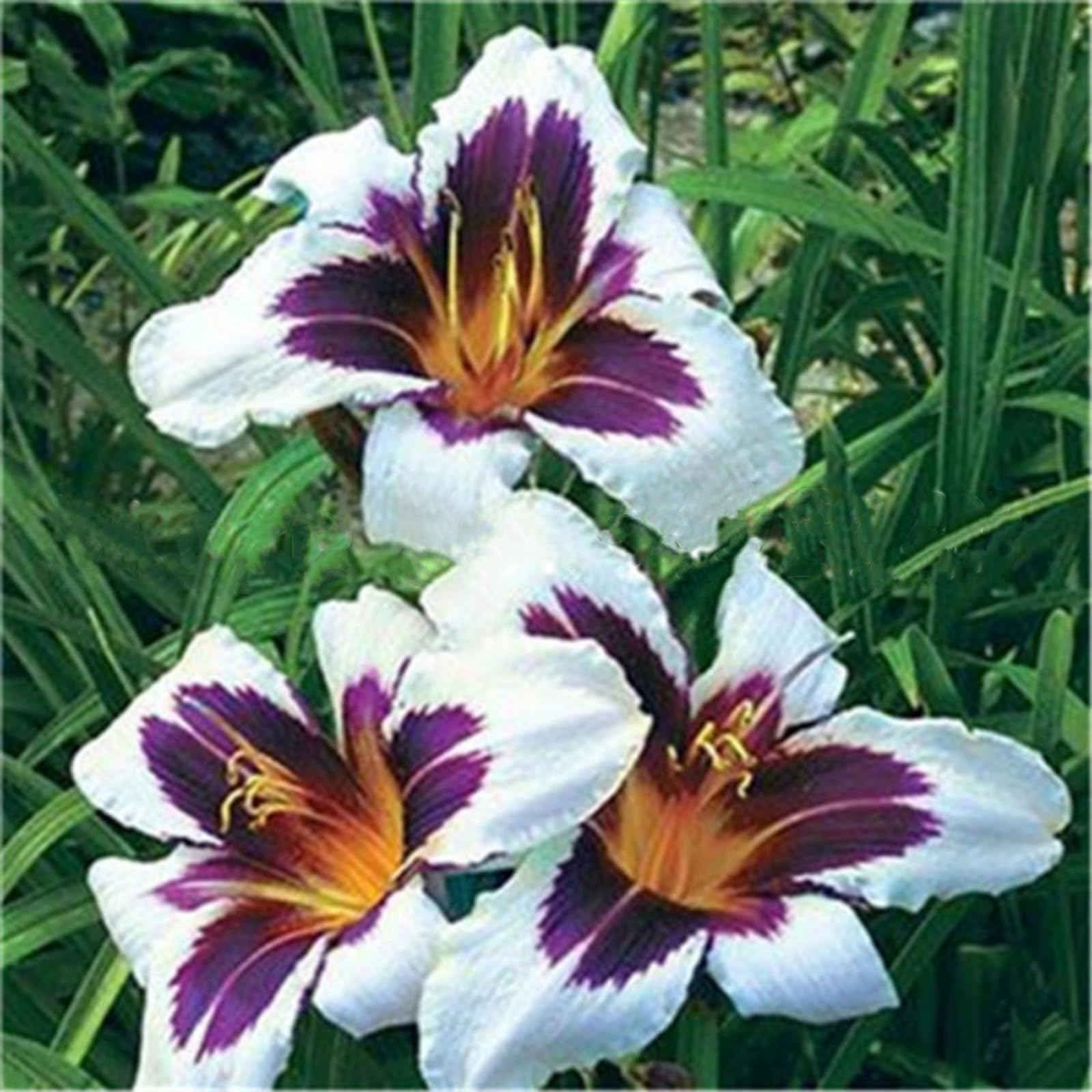 Bulbi di Hemerocallis/Misti/Bulbi di Hemerocallis selezionati/Resistenti al freddo e tolleranti alla siccità/Adatti per la decorazione di giardini e balconi 【NVNJHJN】-15 bulbi-E