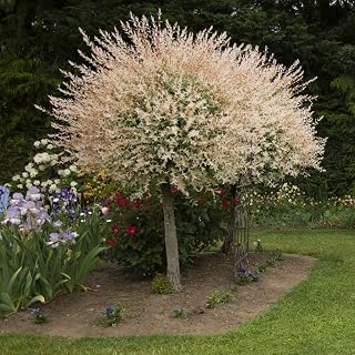 You Garden - Flamingo Willow Tree, Salix Integra 'Hakuro-nishiki' - 80cm Standard Tree in a 3L Pot, Exotic Patio Plant for UK Gardens