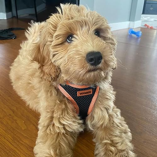 Miniatura 8 de Best Pet Supplies - Arnés Voyager Step-in Air de malla y correa reflectante para perro de 5 pies, apta para todos los climas, con mango de neopreno,