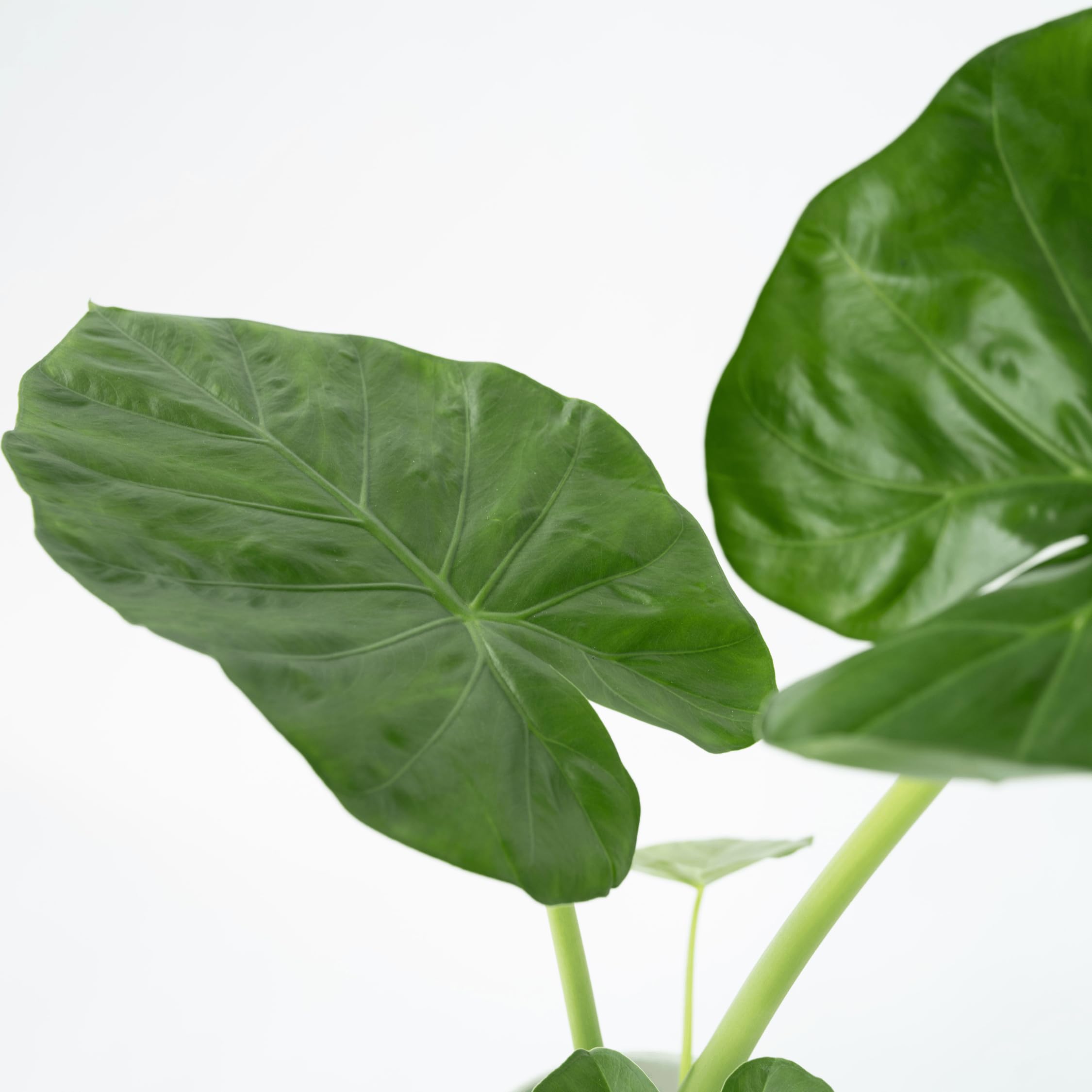 Plant in a Box - Alocasia macrorrhiza - Oreja de elefante - Maceta 17cm - Altura 60-70cm - Planta de interior - plantas verdes