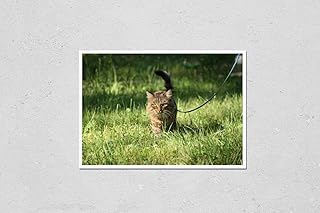 Wall Art Poster Print of Walking a Tabby Cat on a Leash. Walking Pets. Harness for Cats. Harness for Cats. Norwegian Forest Cat or Siberian Cat. Accessories for Cats