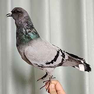 Real Pigeon Taxidermy, Gray Speckled Wood Pigeon Specimens for Science Education, Home Garden Ornament Miniature Decoration (Speckled Wood Pigeon)