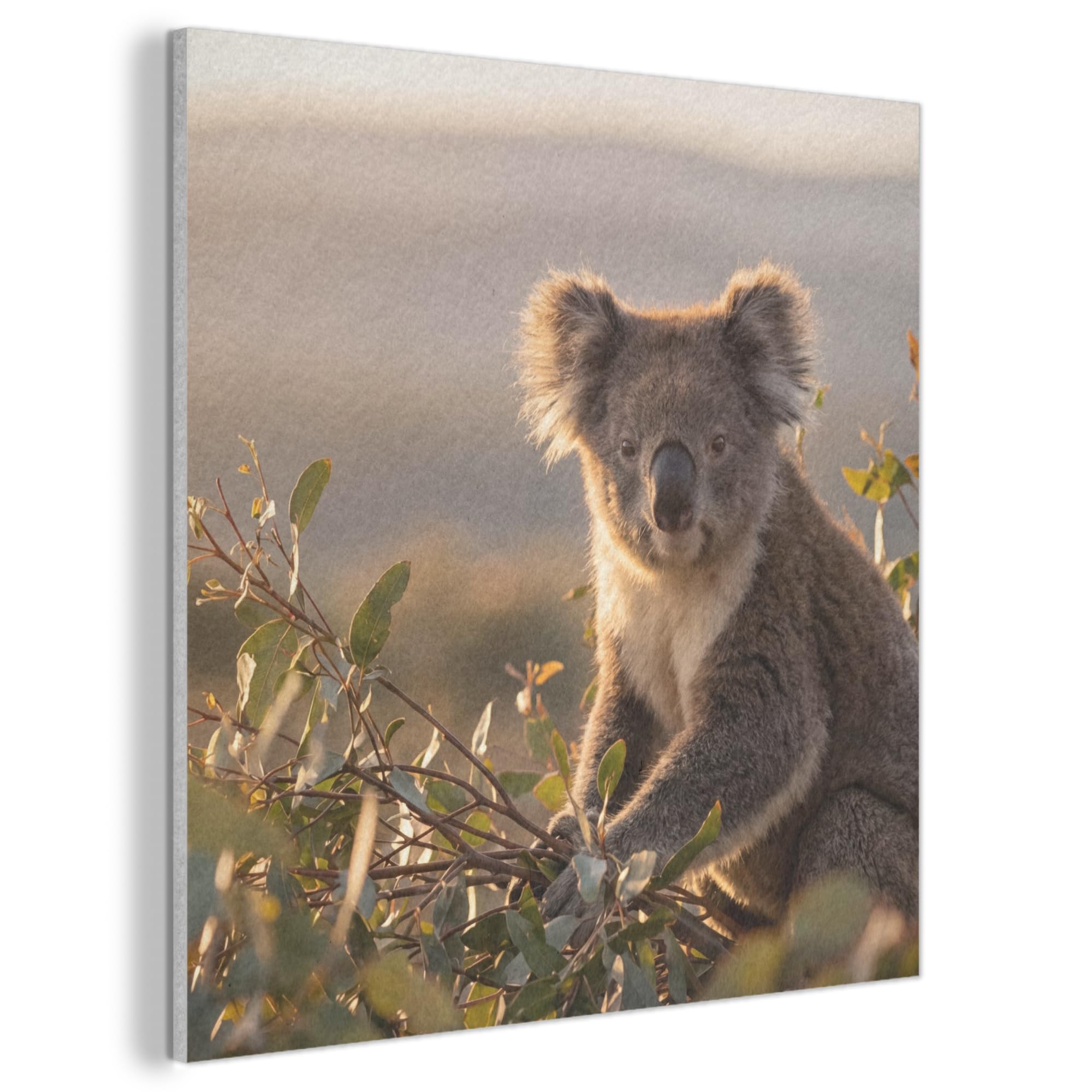 Fieltros Arte Visual MuchoWow 60x60 cm para Dormitorio Moderno con Diseño de Koala 7