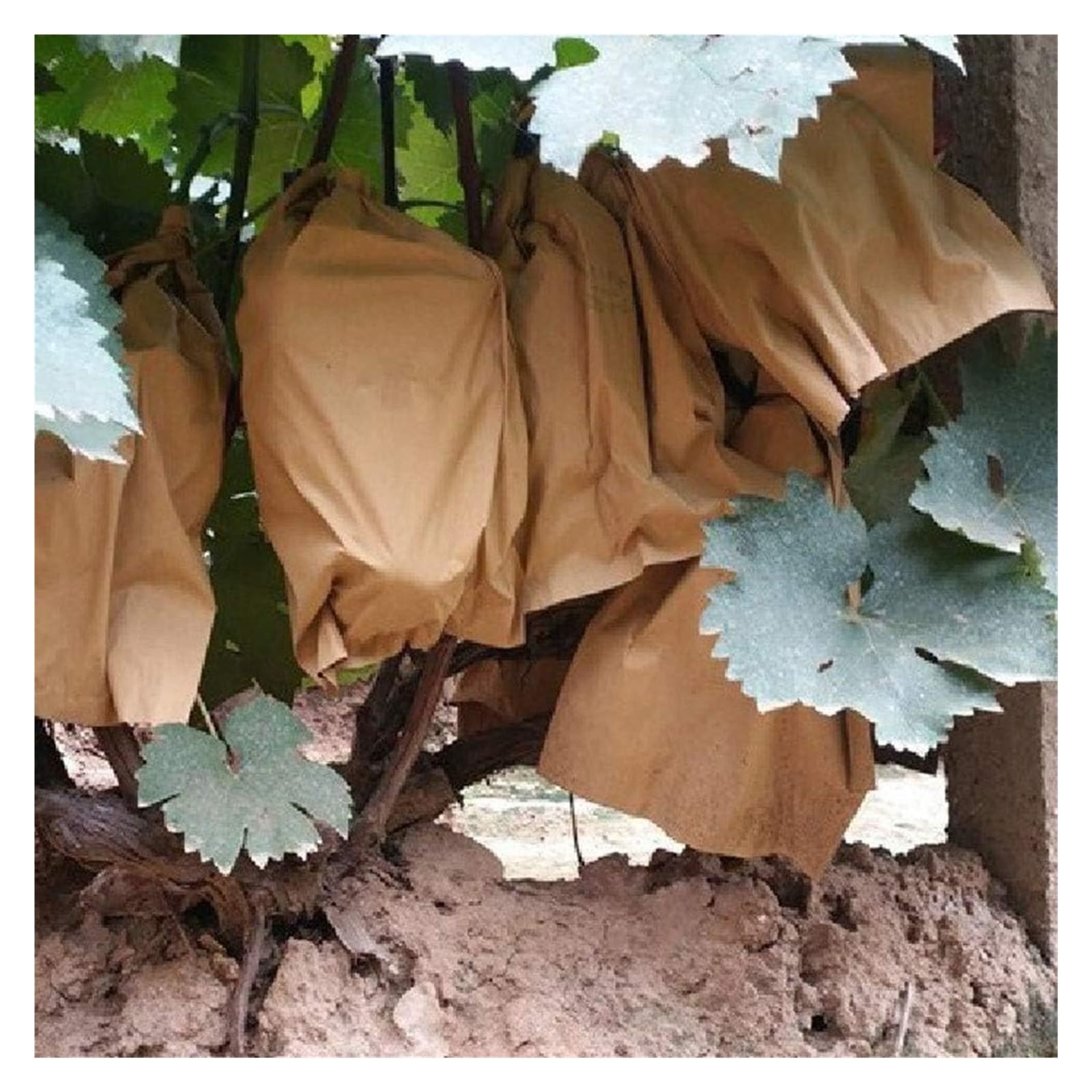 Bolsas Protectoras contra Insectos para Uvas, Bolsas Impermeables de Doble Capa for Cultivo hortalizas, Malla antipájaros for Control plagas agrícolas, 100 Unidades(15cmx18cm)